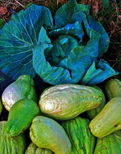 Squash vine vegetable