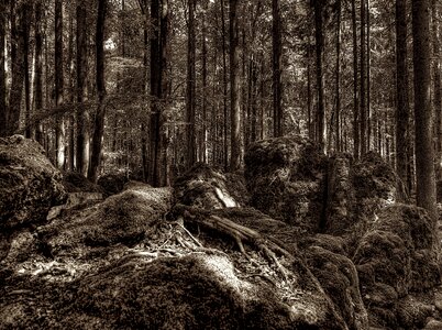 Tree root national park overgrown photo