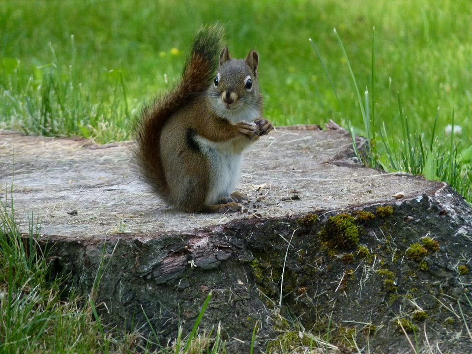 Wildlife fauna rodent