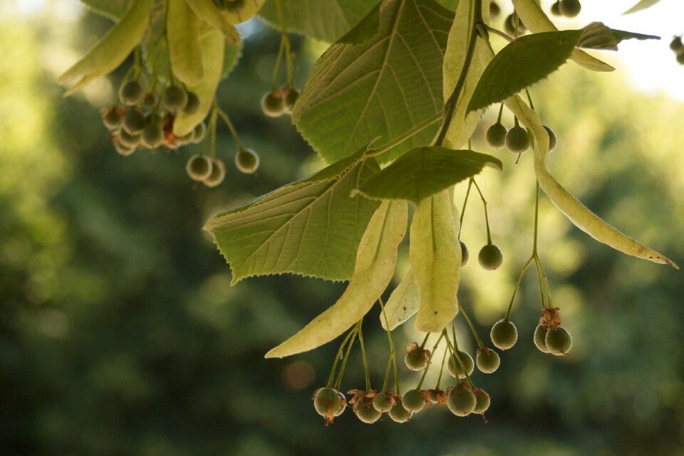Season plant nature
