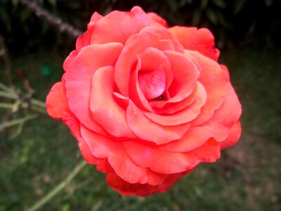 Flower garden beautiful