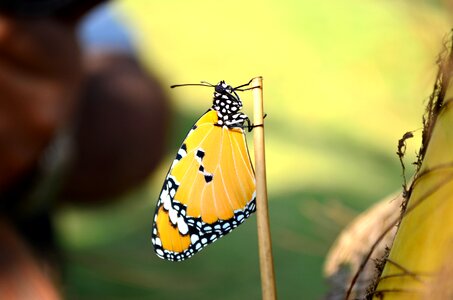 Blue tiger tirumala limniace nature
