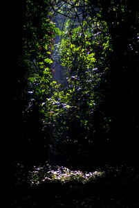 Trees leaves dark