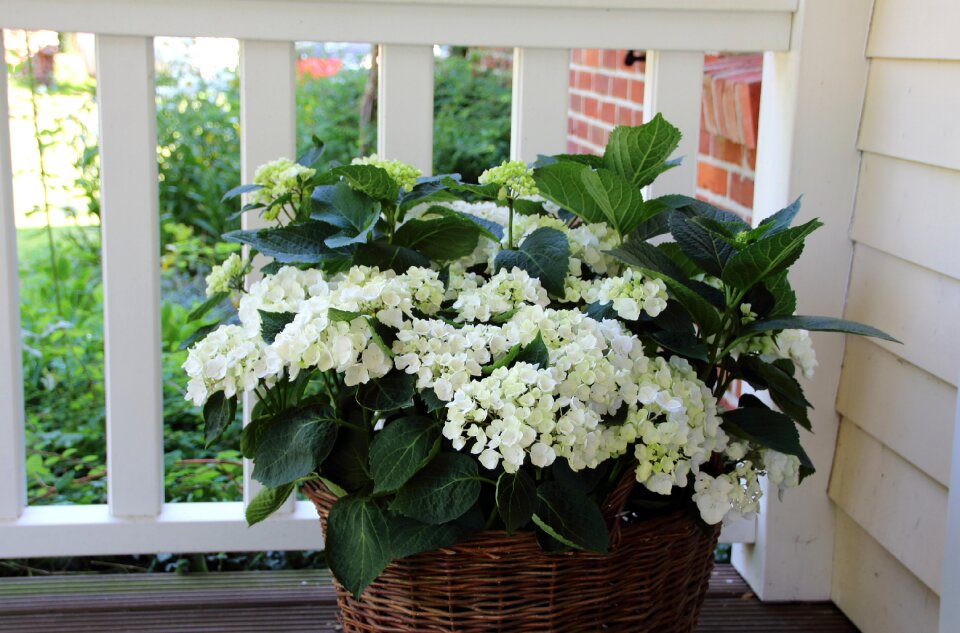 Balcony basket flower