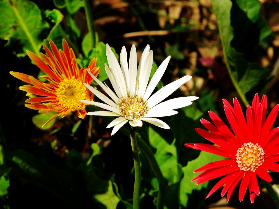 Red blossom
