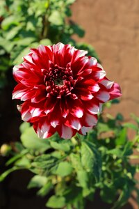 Red garden plant