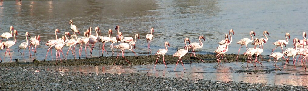 Flock many nature