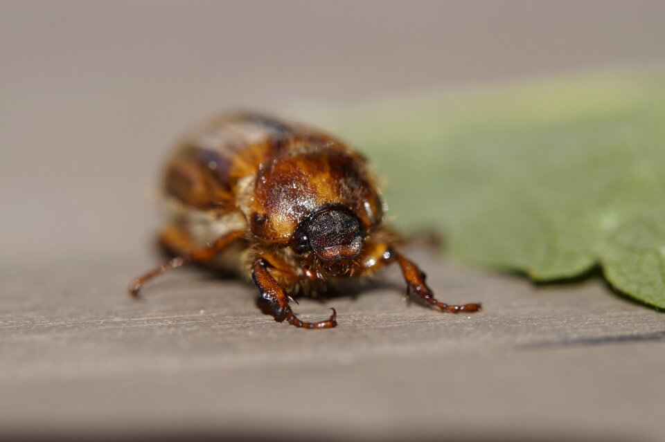 Summer animal insect