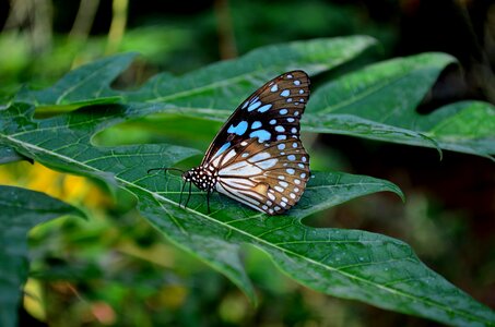 Insect blue tiger tirumala limniace