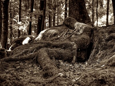 Root tree root national park photo