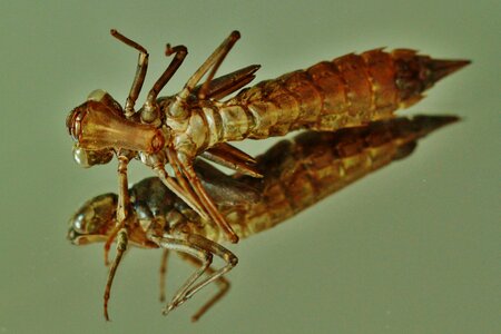 Larva insect animal photo