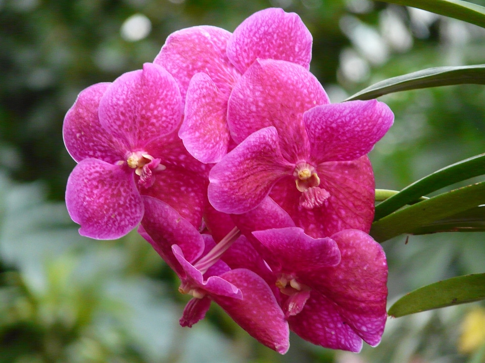 Pink flower blossom
