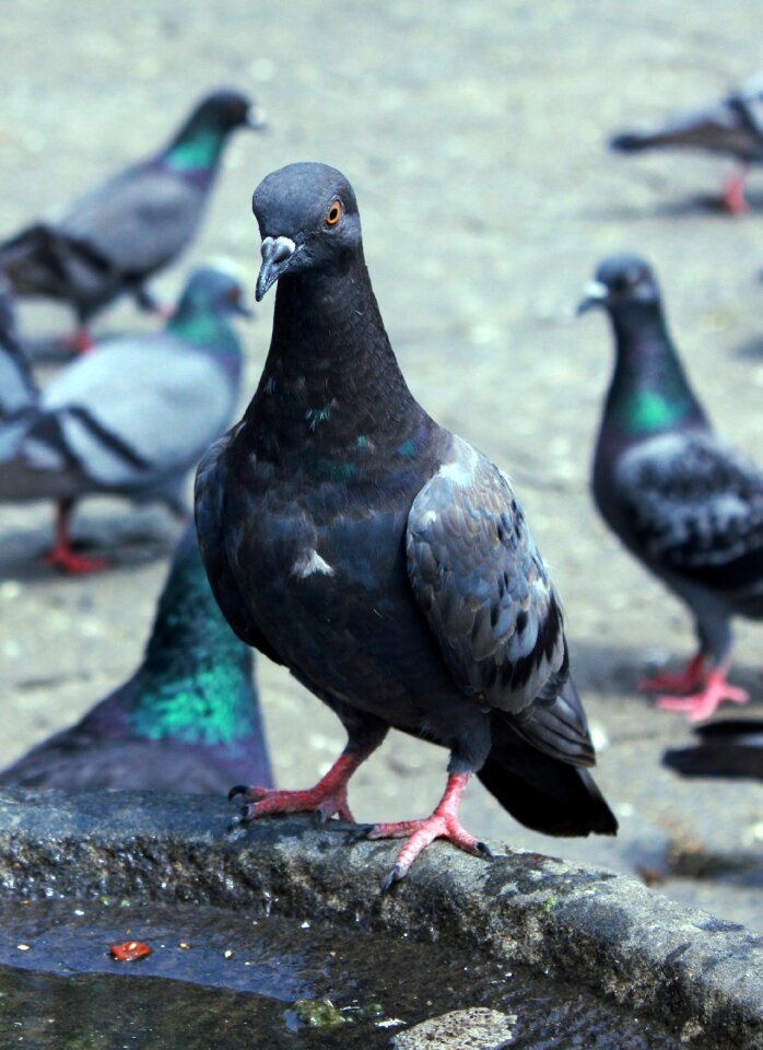 Bird animals