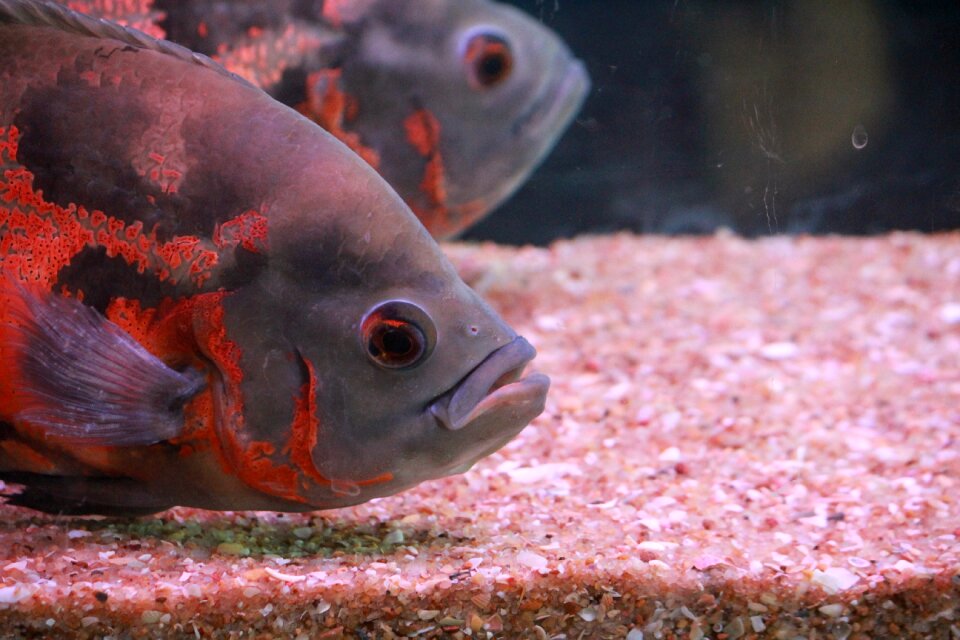 Aquarium fish gray orange photo