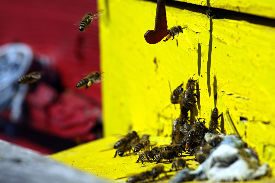 Honeycomb wax beehive