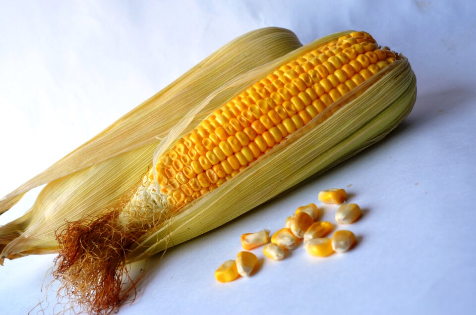 Grain organic harvest