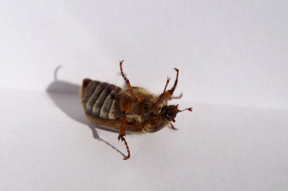 Move fell down insect