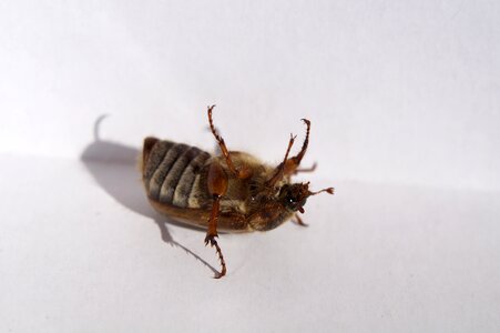 Move fell down insect