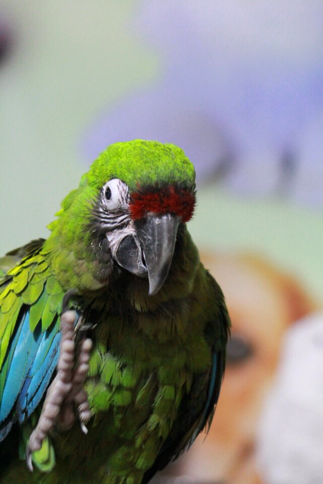 Bird exotic