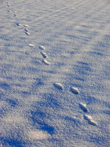 Traces winter steps