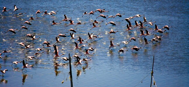 Flock flocking animal photo