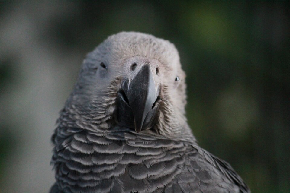 Exotic beak animal