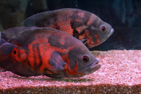 Fish tank aquarium