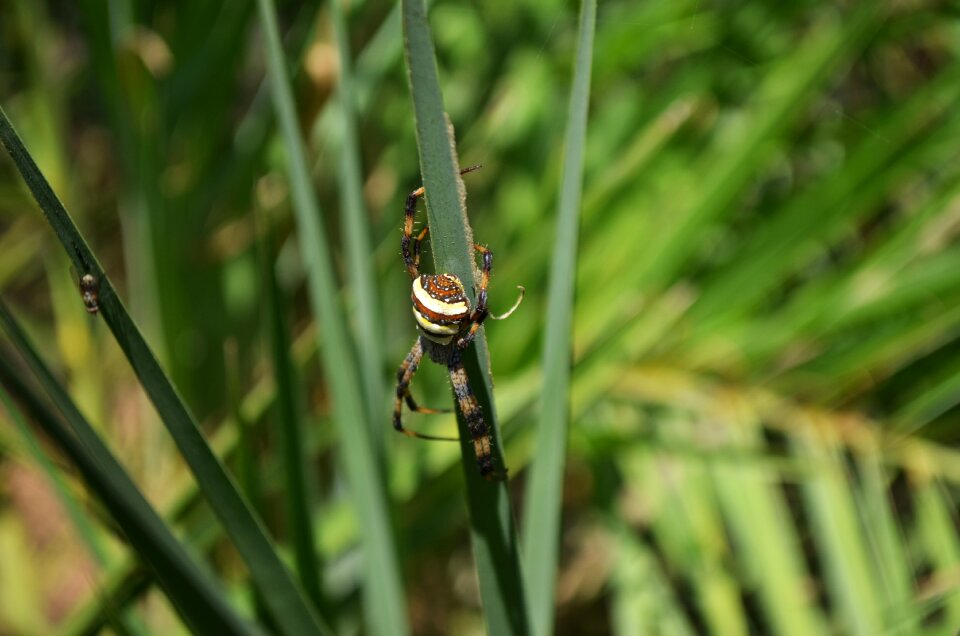 Insect crawling