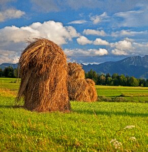 Tatry meadow field