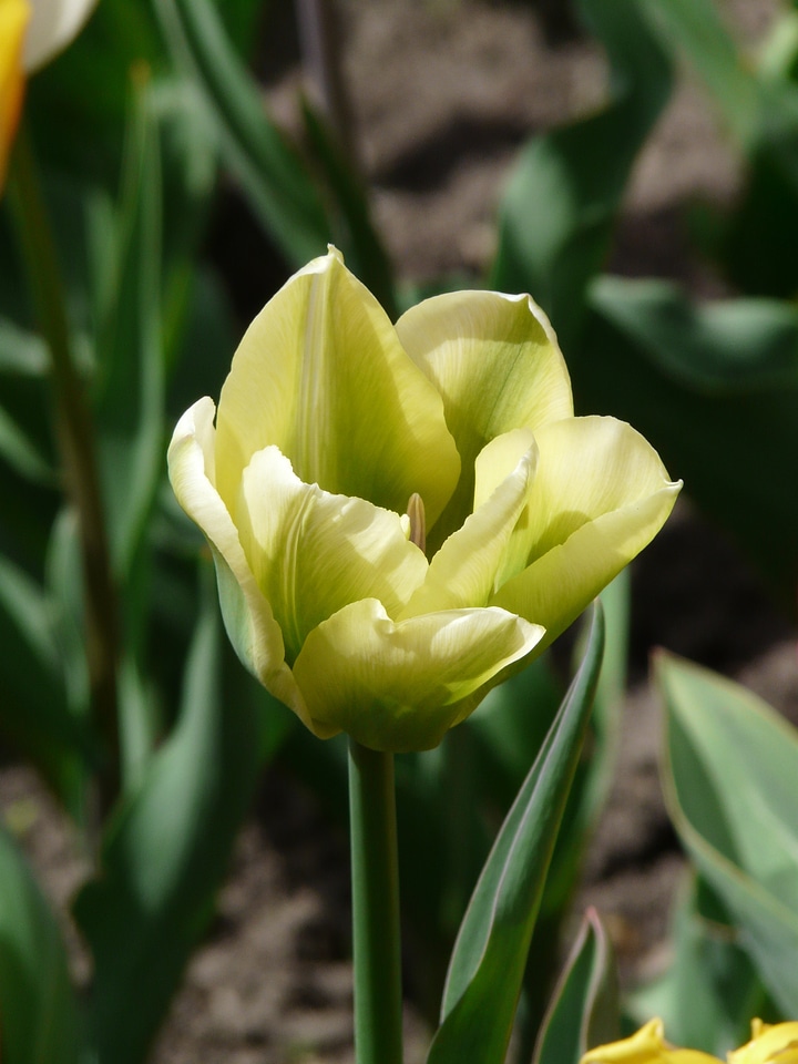 White tumor white tulips