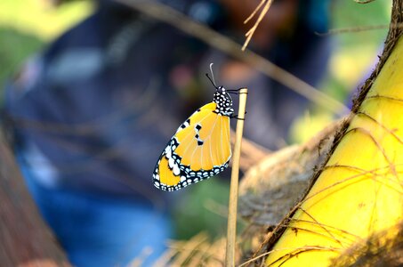 Blue tiger tirumala limniace nature
