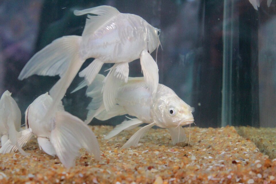 Fish tank aquarium