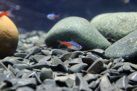 Floor fish tank aquarium photo