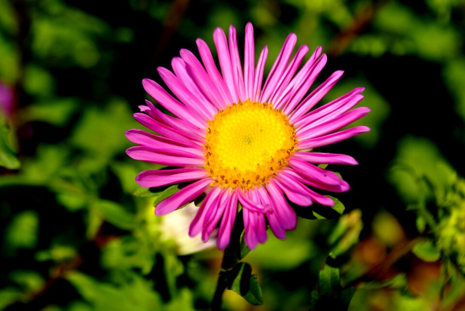 Pink blossom photo