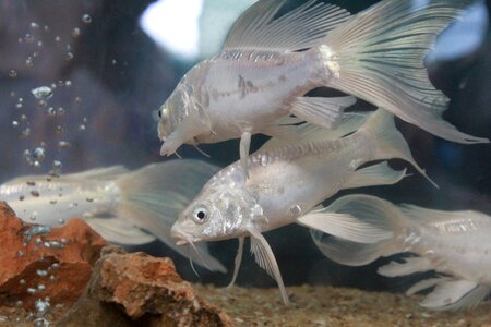 Aquarium gray fish gray fishing