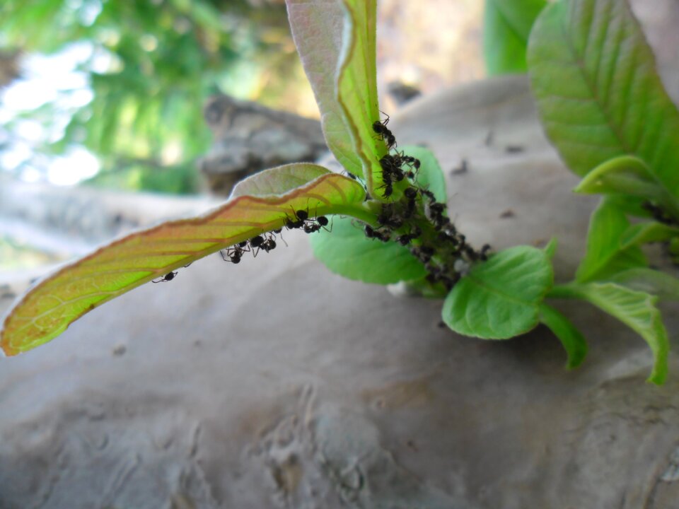 Flora plant