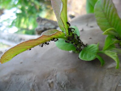 Flora plant