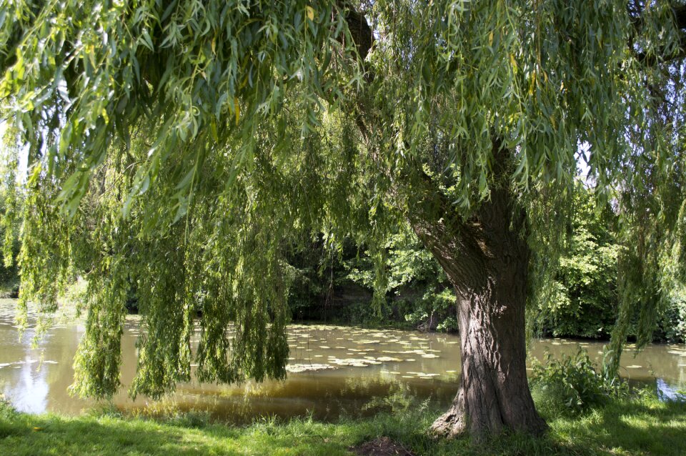 Lake landscape nature