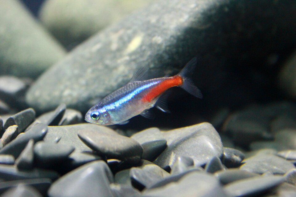 Exotic fish tank aquarium