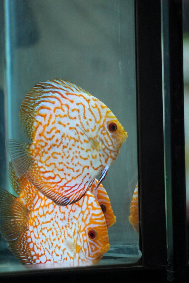 Fish tank aquarium