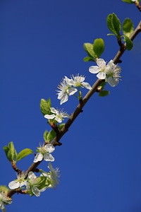 Blooming blossom blue photo