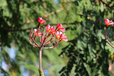 Flowers branch