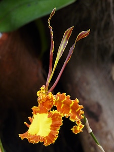 Psychopsis kalihi psychopsis yellow
