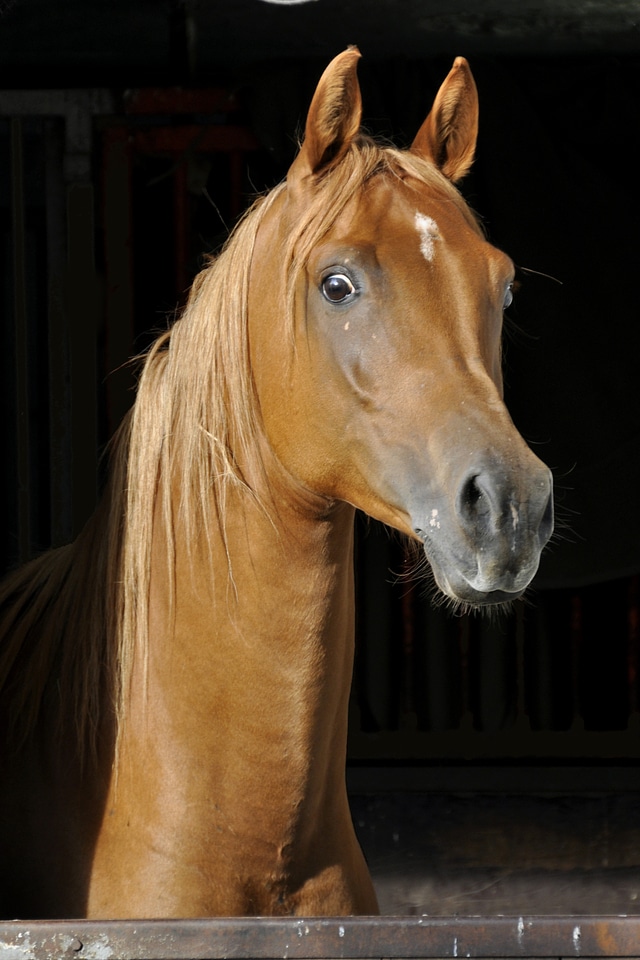 Stall attention portrait