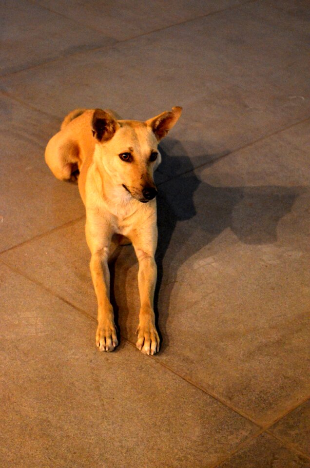 Canine animal pedigree
