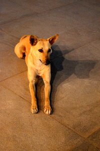 Canine animal pedigree photo