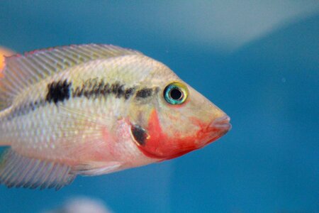Fish tank aquarium