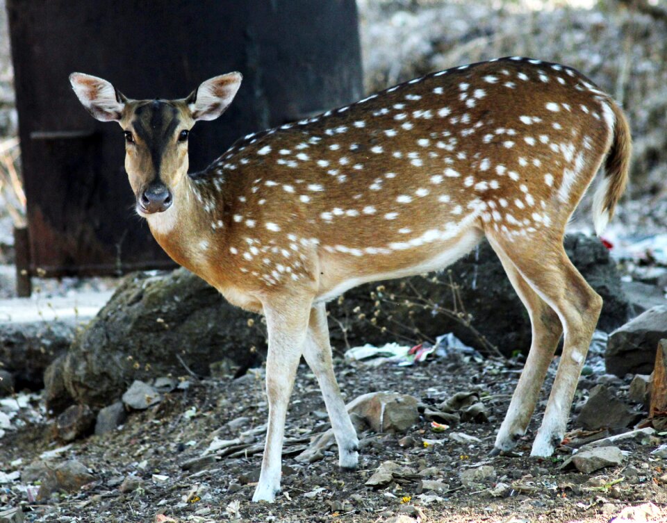 Animal nature wild