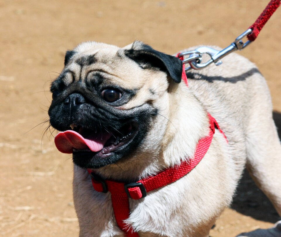 Dog leash fight dog pedigreed