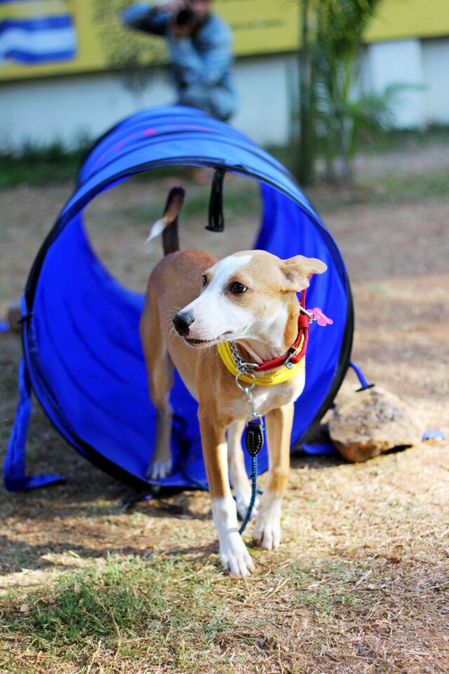 Canine park